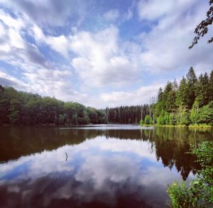 Vy över sjö med skog runtom